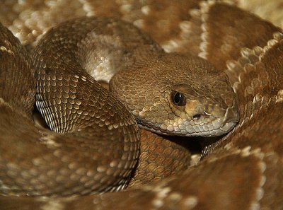 brown snake 2 w  017.jpg