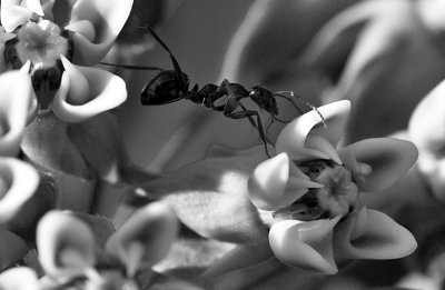 Ant bkwt web 1929.jpg