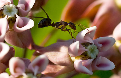 Ant web 1929.jpg