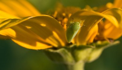 Bug web 2009.jpg