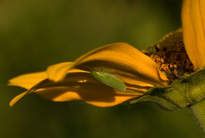 Bug web 2003.jpg