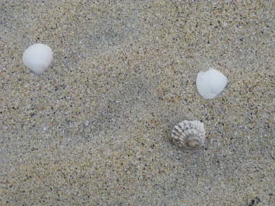 some sea shells