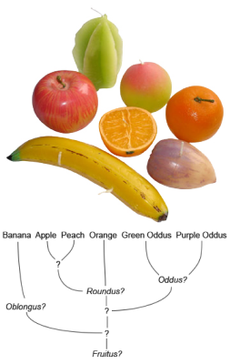 evolution-of-fruit.png