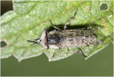 Regendaas - Haematopota pluvialis