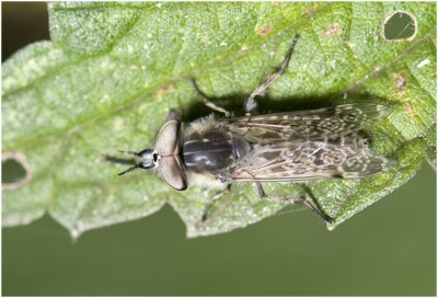  Regendaas - Haematopota pluvialis