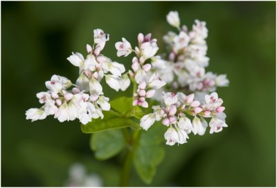 gewone Boekweit - Fagopyrum esculentum