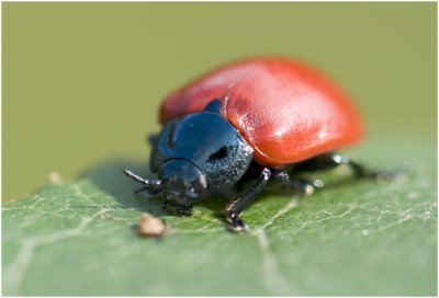 Groot Populierenhaantje - Melanosoma populi