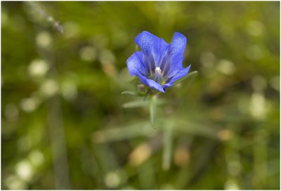 Klokjesgentiaan - Gentiana pneumonanthe