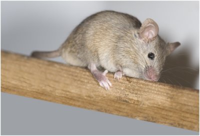 huismuis - Mus musculus