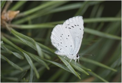 Boomblauwtje - Celastrina argiolus