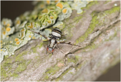 Prachtvlieg - Myennis octopunctata [ zeldzame waarneming ]