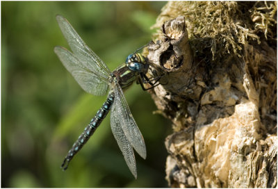 Glassnijder - Brachytron pratense