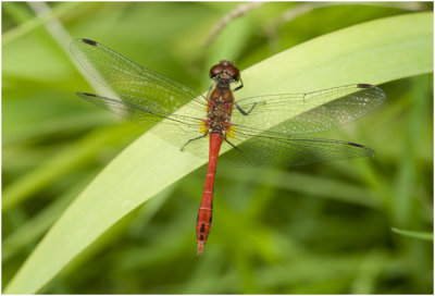 bloedrode Heidelibel - Sympetrum sanguineum