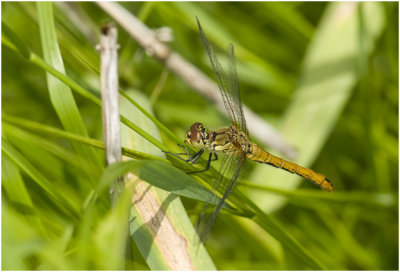 bloedrode Heidelibel - Sympetrum sanguineum