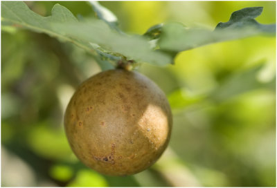 gal van Eikengalwesp - Cynips quercusfolii