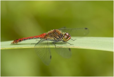 bloedrode Heidelibel - Sympetrum sanguineum