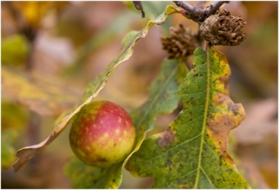 gal van Eikengalwesp - Cynips quercusfolii