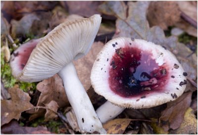 Broze Russula - Russula fragilis