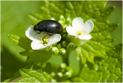 Roodpootwatertor - Hydrobius fuscipes