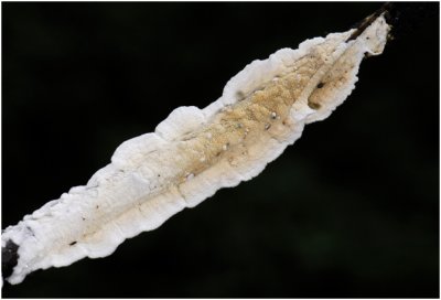 Papierzwammetje - Meruliopsis corium