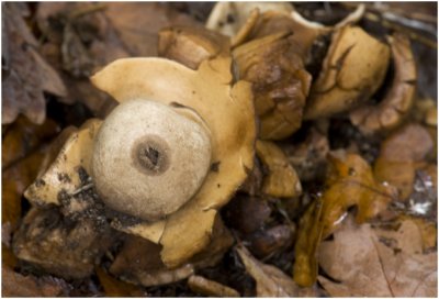 gekraagde Aardster - Geastrum triplex