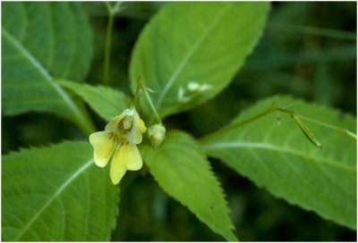 klein Springzaad - Impatiens parviflora