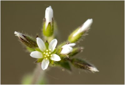 gewone Hoornbloem - Cerastium fontanum