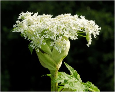 Berenklauw - Heracleum sphondylium