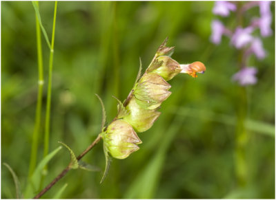 grote Ratelaar - Rhinanthus angustifolius - vruchtknoppen