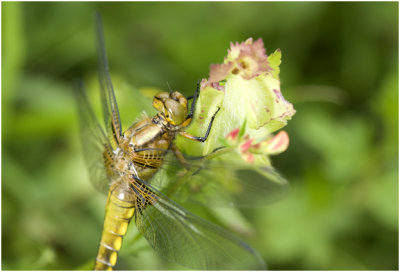 platbuik - Libellula depressa - vrouwtje