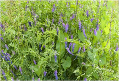 Bonte of zachte wikke - Vicia villosa