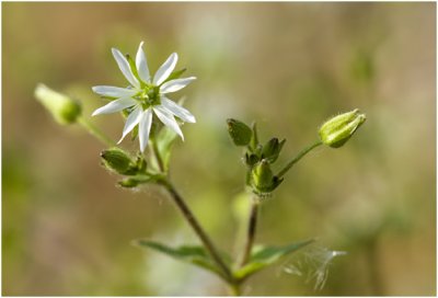 Vogelmuur - Stellaria media