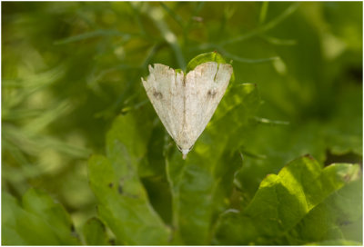 Stro-uiltje - Rivula sericealis