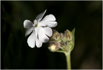 Avondkoekoeksbloem - Silene latifolia