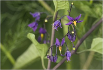 Bitterzoet - Solanum dulcamara