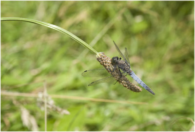 gewone Oeverlibel - Orthetrum cancellatum