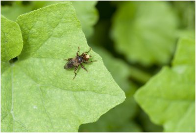 blaaskopvlieg - Sicus ferrugineus.