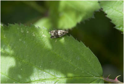 Brandnetelrollertje - Celypha lacunana