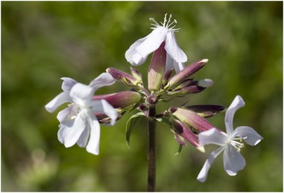 Zeepkruid - Saponaria officinalis