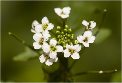 witte Waterkers - Nasturtium officinale