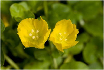 Penningkruid - Lysimachia nummularia