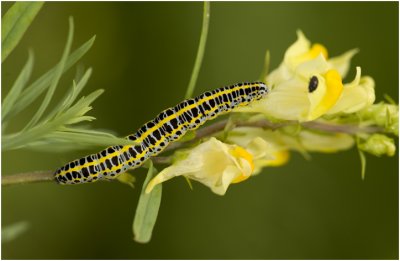 Vlasbek uiltje - Calophasia lunula