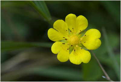 Vijfvingerkruid  - Potentilla reptans