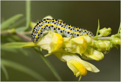 Vlasbek uiltje - Calophasia lunula