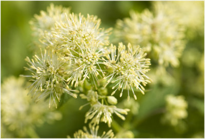 Poelruit  - Thalictrum flavum