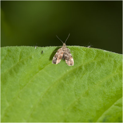 Brandnetelmotje - Anthophila fabriciana