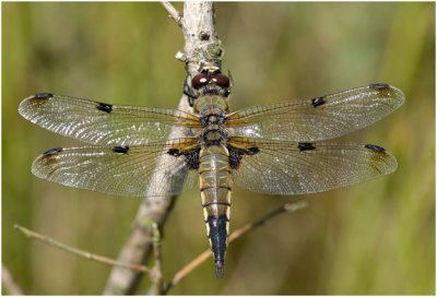 Viervlek - Libellula quadrimaculata