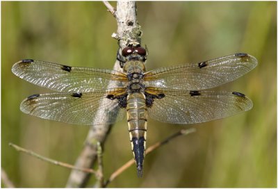 Viervlek  - Libellula quadrimaculata