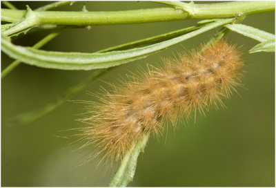 gele Tijger  - Spilosoma lutea