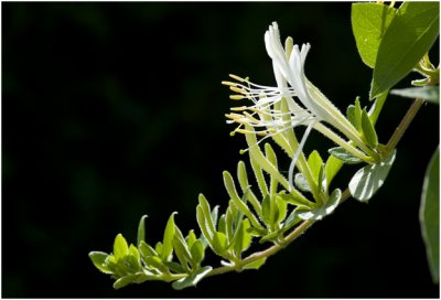 wilde Kamperfoelie - Lonicera periclymenum